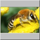 Colletes fodiens - Seidenbiene w001d 8mm - OS-Wallenhorst-Sandgrube-det.jpg